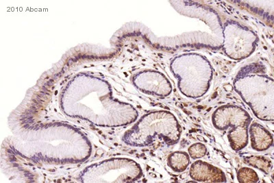 Immunohistochemistry (Formalin/PFA-fixed paraffin-embedded sections) - Anti-TLR4 antibody [76B357.1] (AB22048)