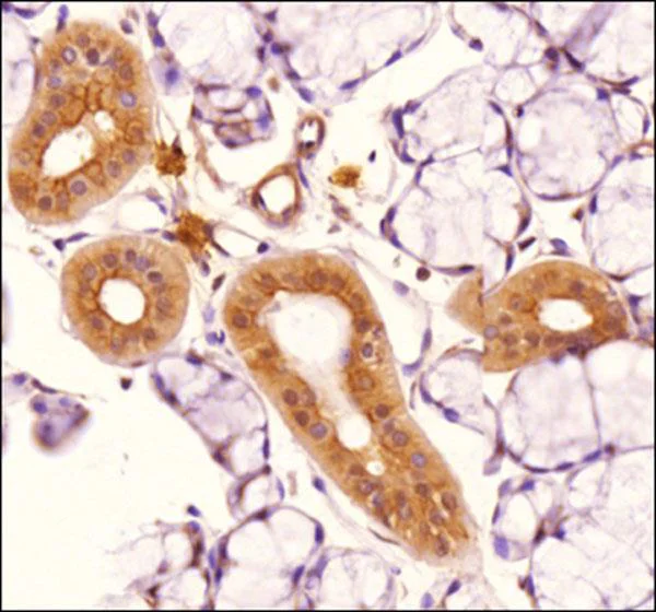 Immunohistochemistry (Formalin/PFA-fixed paraffin-embedded sections) - Anti-TLR4 antibody [76B357.1] (AB22048)