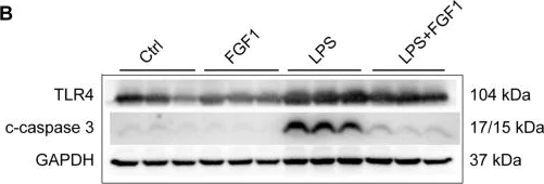 Western blot - Anti-TLR4 antibody (AB13556)