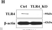 Western blot - Anti-TLR4 antibody (AB13556)