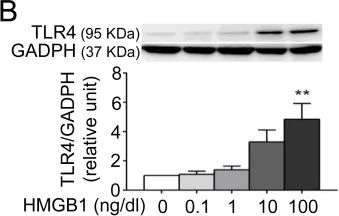 Western blot - Anti-TLR4 antibody (AB13556)