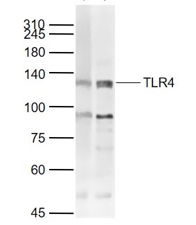 Western blot - Anti-TLR4 antibody (AB217274)
