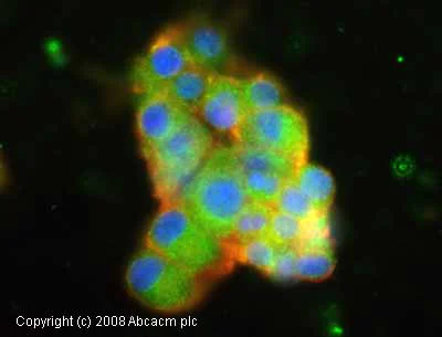 Immunocytochemistry - Anti-TLR4 antibody [HTA125] - Low endotoxin, Azide free (AB30667)