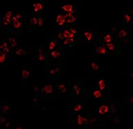 Immunocytochemistry/ Immunofluorescence - Anti-TLR5 antibody (AB37071)