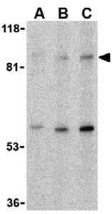 Western blot - Anti-TLR5 antibody (AB37071)