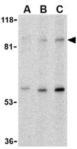 Western blot - Anti-TLR5 antibody (AB37071)