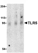 Western blot - Anti-TLR5 antibody (AB62460)
