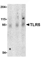 Western blot - Anti-TLR5 antibody (AB62460)