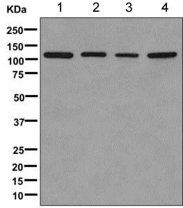 Western blot - Anti-TLR5 antibody [EPR10373] (AB168382)