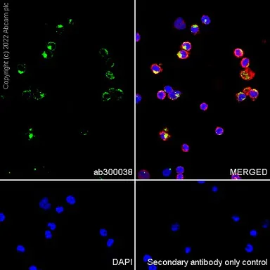 Immunocytochemistry/ Immunofluorescence - Anti-TLR5 antibody [EPR24497-39] (BSA and Azide free) (AB300039)