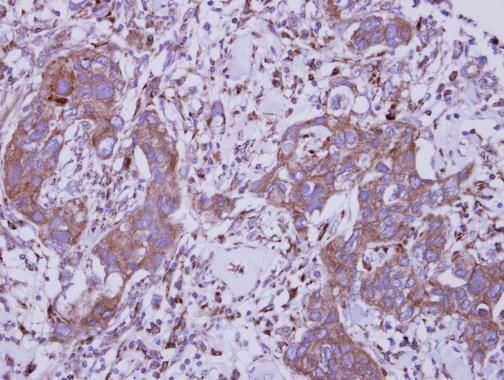 Immunohistochemistry (Formalin/PFA-fixed paraffin-embedded sections) - Anti-TLR5 antibody - N-terminal (AB228493), expandable thumbnail