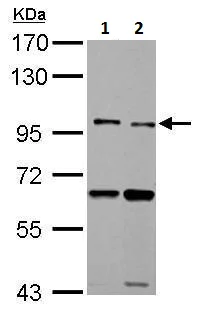 Western blot - Anti-TLR5 antibody - N-terminal (AB228493)