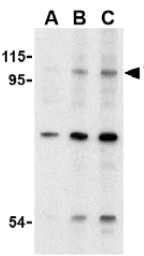 Western blot - Anti-TLR6 antibody (AB37072)