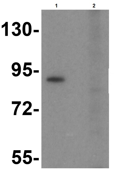 Western blot - Anti-TLR6 antibody (AB37072), expandable thumbnail