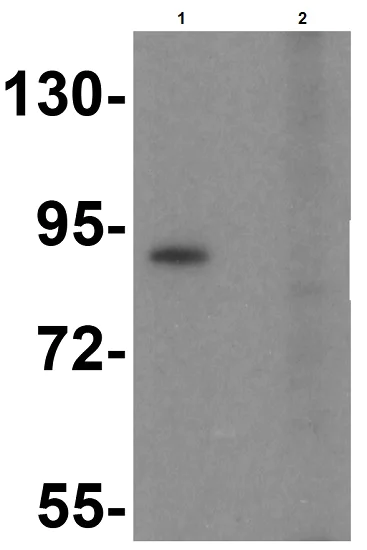 Western blot - Anti-TLR6 antibody (AB37072)