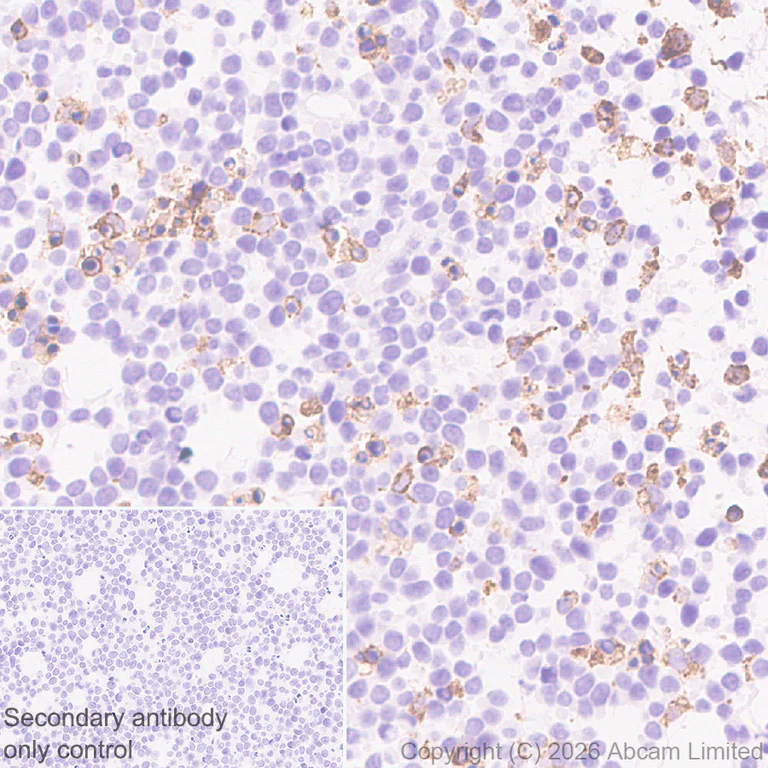 Immunohistochemistry (Formalin/PFA-fixed paraffin-embedded sections) - Anti-TLR7 antibody [EPR26195-250] (AB325746)