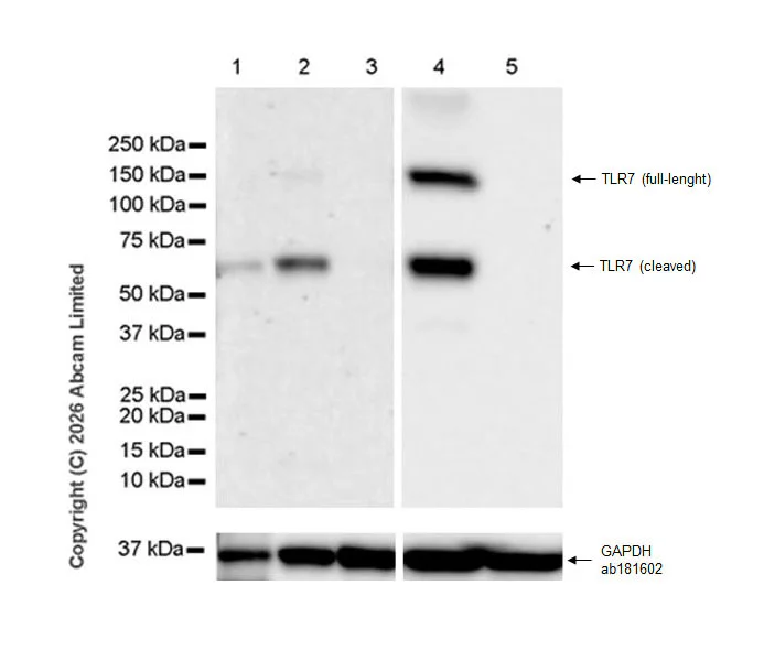 Western blot - Anti-TLR7 antibody [EPR26195-250] (AB325746)