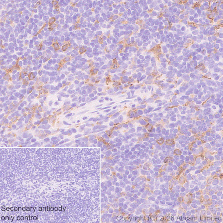 Immunohistochemistry (Formalin/PFA-fixed paraffin-embedded sections) - Anti-TLR7 antibody [EPR26195-250] - BSA and Azide free (AB325756)