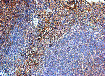 Immunohistochemistry (Formalin/PFA-fixed paraffin-embedded sections) - Anti-TLR8 antibody (AB53630)