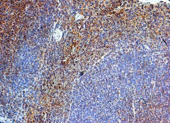 Immunohistochemistry (Formalin/PFA-fixed paraffin-embedded sections) - Anti-TLR8 antibody (AB53630)