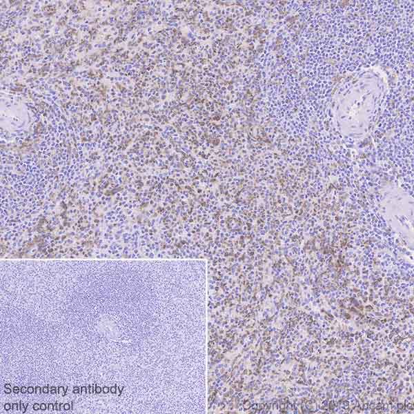 Immunohistochemistry (Formalin/PFA-fixed paraffin-embedded sections) - Anti-TLR8 antibody [EPR22848-74] - BSA and Azide free (AB260002), expandable thumbnail