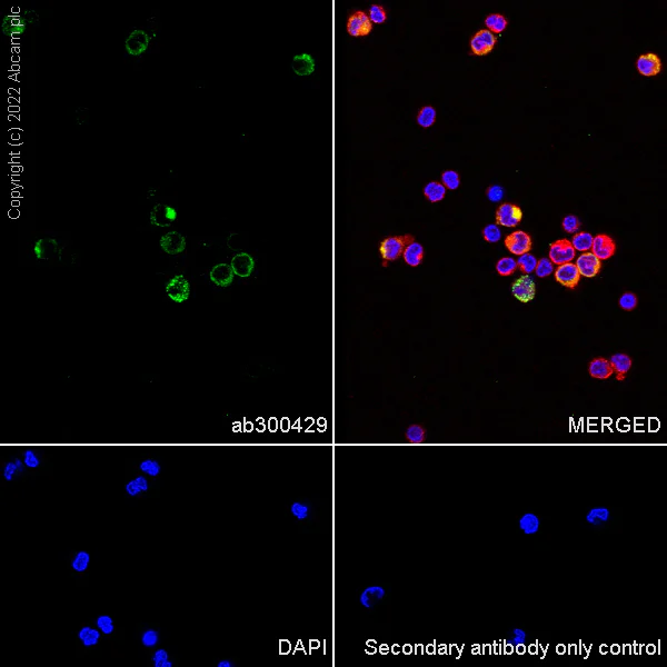 Immunocytochemistry/ Immunofluorescence - Anti-TLR8 antibody [EPR24499-48] (AB300429)