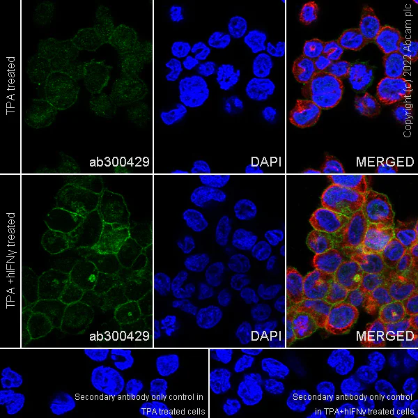 Immunocytochemistry/ Immunofluorescence - Anti-TLR8 antibody [EPR24499-48] (BSA and Azide free) (AB300430)