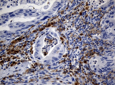 Immunohistochemistry (Formalin/PFA-fixed paraffin-embedded sections) - Anti-TLR8 antibody [OTI4F3] (AB236521)