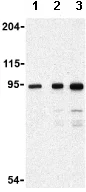 Western blot - Anti-TLR9 antibody (AB62577)