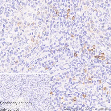Immunohistochemistry (Formalin/PFA-fixed paraffin-embedded sections) - Anti-TLR9 antibody [EPR14964-2] - BSA and Azide free (AB250911)