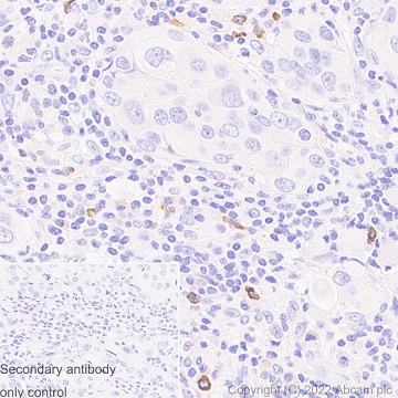 Immunohistochemistry (Formalin/PFA-fixed paraffin-embedded sections) - Anti-TLR9 antibody [EPR14964-2] - BSA and Azide free (AB250911), expandable thumbnail