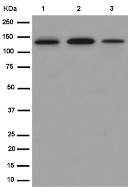 Western blot - Anti-TLR9 antibody [EPR14964-2] - BSA and Azide free (AB250911), expandable thumbnail