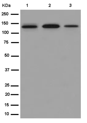 Western blot - Anti-TLR9 antibody [EPR14964-2] - BSA and Azide free (AB250911)
