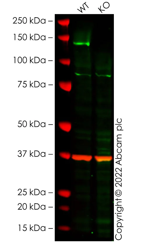 Western blot - Anti-TLR9 antibody [EPR14964-2] - BSA and Azide free (AB250911)