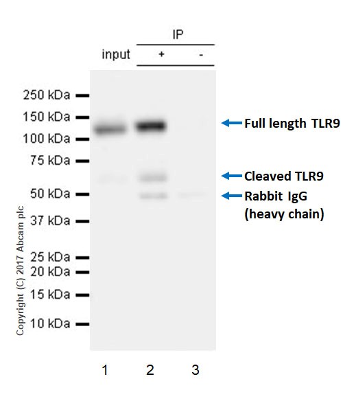 Immunoprecipitation - Anti-TLR9 antibody [EPR21735] (AB211012)