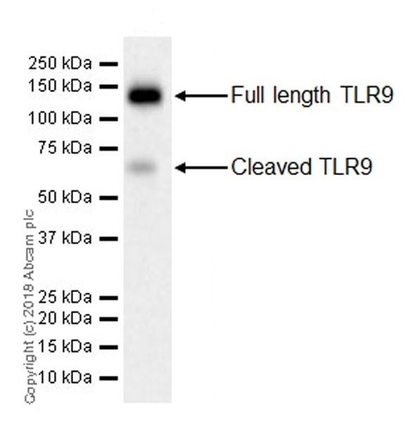 Western blot - Anti-TLR9 antibody [EPR21735] (AB211012)