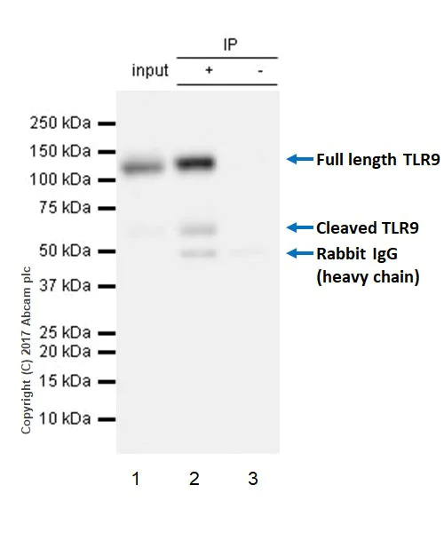 Immunoprecipitation - Anti-TLR9 antibody [EPR21735] - BSA and Azide free (AB232933)