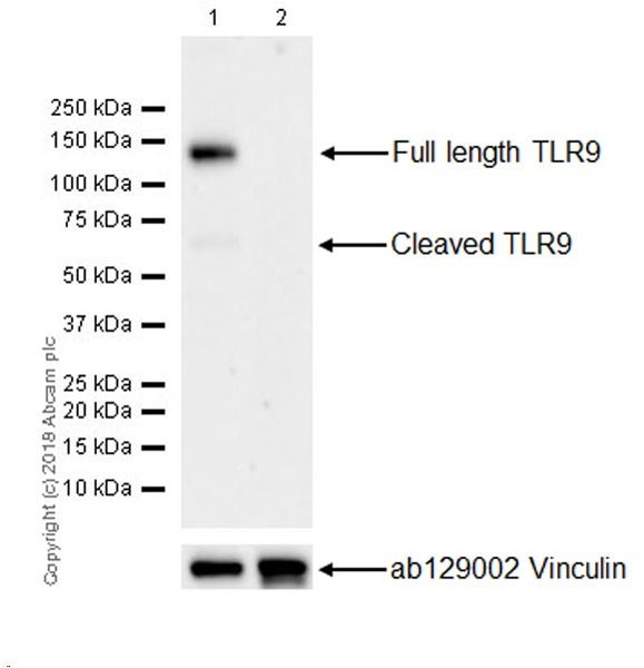 Western blot - Anti-TLR9 antibody [EPR21735] - BSA and Azide free (AB232933)