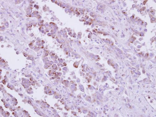 Immunohistochemistry (Formalin/PFA-fixed paraffin-embedded sections) - Anti-TLR9 antibody - N-terminal (AB227004)