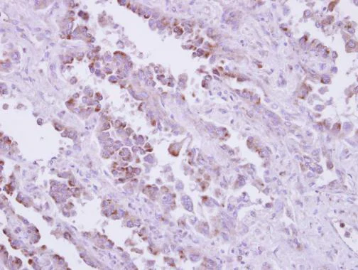 Immunohistochemistry (Formalin/PFA-fixed paraffin-embedded sections) - Anti-TLR9 antibody - N-terminal (AB227004)