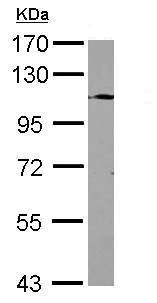 Western blot - Anti-TLR9 antibody - N-terminal (AB227004)
