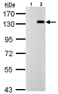 Western blot - Anti-TLR9 antibody - N-terminal (AB227004)