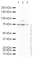 Western blot - Anti-TLS/FUS antibody (AB23439)