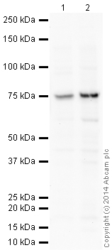 Western blot - Anti-TLS/FUS antibody (AB23439)