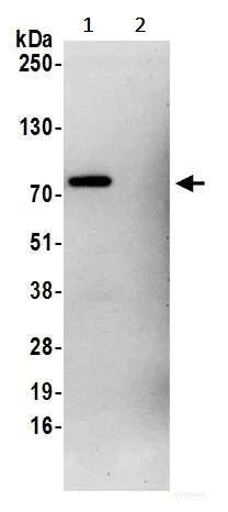 Immunoprecipitation - Anti-TLS/FUS antibody [BLR023E] - BSA free (AB272077)