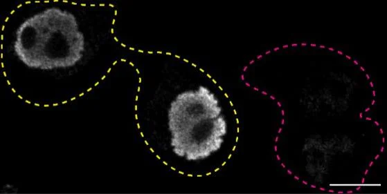 Immunocytochemistry/ Immunofluorescence - Anti-TLS/FUS antibody [CL0190] (AB154141)