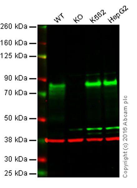 Western blot - Anti-TLS/FUS antibody [CL0190] (AB154141)