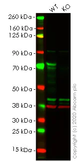 Western blot - Anti-TLS/FUS antibody [CL0190] (AB154141)