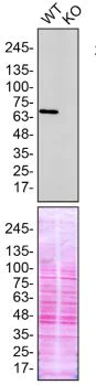 Western blot - Anti-TLS/FUS antibody [CL0190] (AB154141)