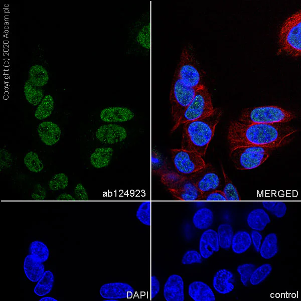 Immunocytochemistry/ Immunofluorescence - Anti-TLS/FUS antibody [EPR5812] - BSA and Azide free (AB232065)